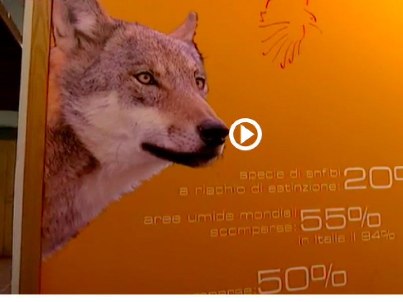 L'Oasi WWF Gole del Sagittario e la campagna per la salvaguardia dei lupi
