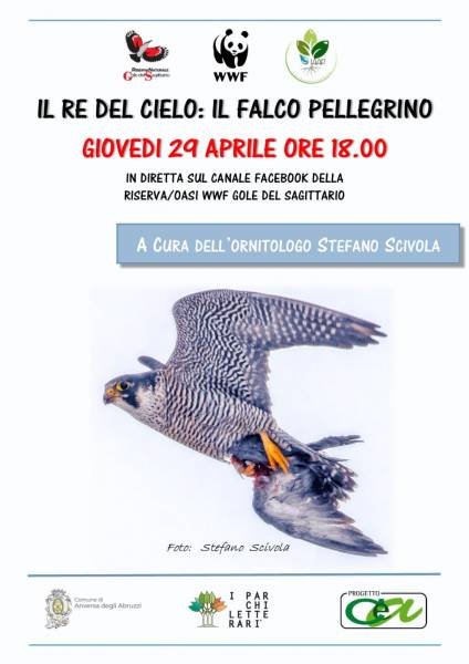 Parco: Il Falco Pellegrino ad Anversa degli Abruzzi