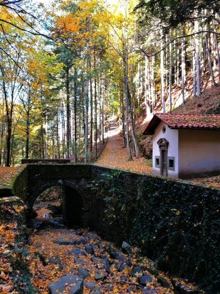 Parco: Tra le fitte foglie e le etrusche ombre di Vallombrosa