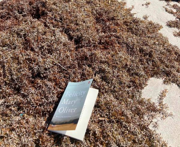 La poesia di Mary Oliver a Deerfield Beach in Florida (USA)