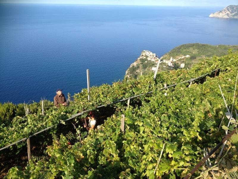 Foto Vino Cinque Terre: musa d'arte e di paesaggio 1