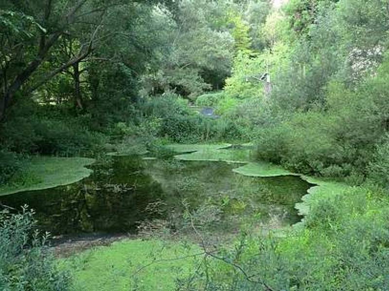 Foto Giornata della Poesia e delle Foreste nel Parco Letterario Gabriele d'Annunzio 1